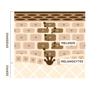 Dermis diagram showing melanin 