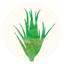 Aloe