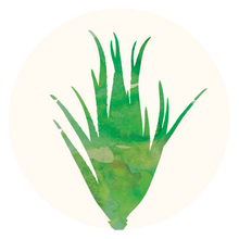 Aloe