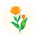 Calendula