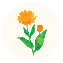 Calendula