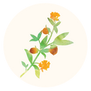 Argan Oil