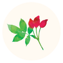 Rosehip Oil
