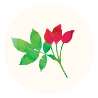 Rosehip watercolor icon