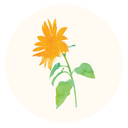 Sunflower Seed Oil